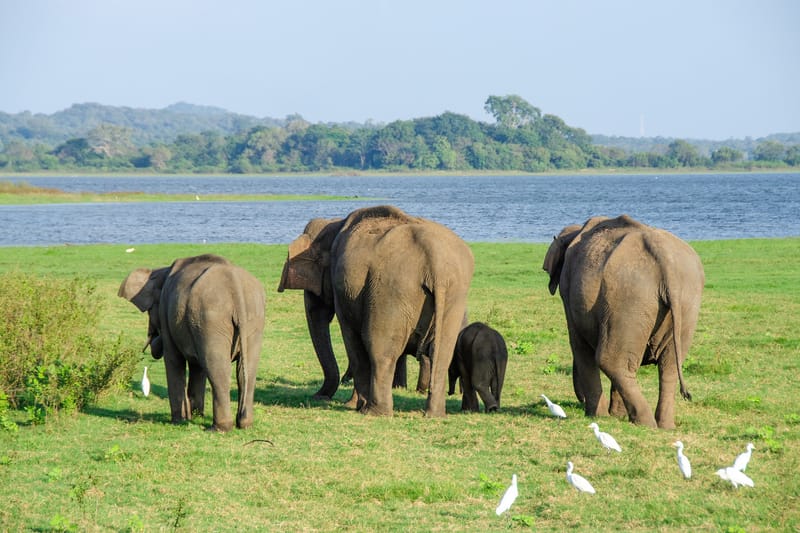 ELEPHANTS SANCTUARY+ LONG NECK VILLAGE TOUR
