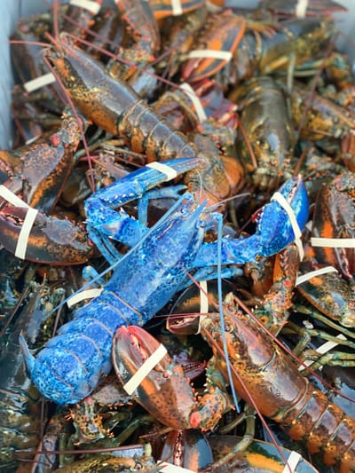 התג איכות - היסטוריה והקמתו