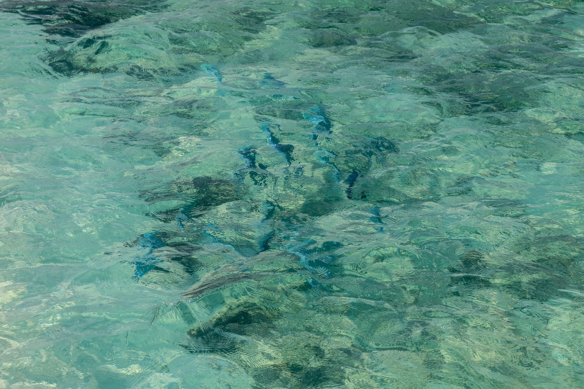 6) Acuicultura (cría, recría y engorde de Pacú y peces nativos)