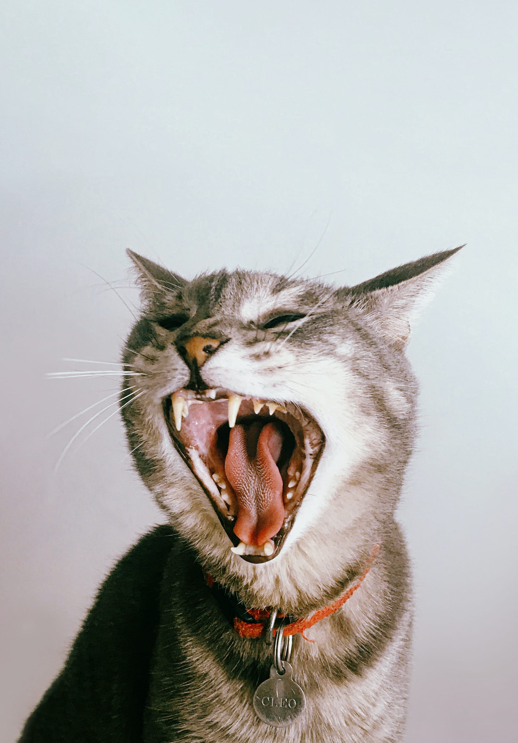 6 Dicas para colocar coleira no gato