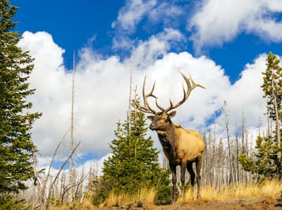 About Yellowstone National Park image