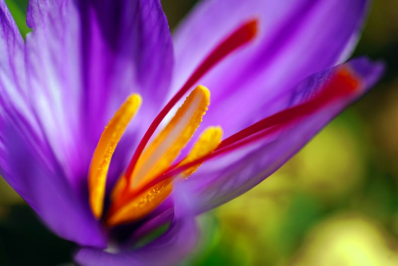 Saffron: A Symbol of Luxury - Copy