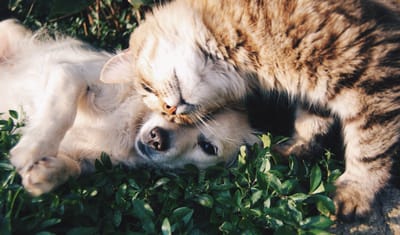 Pets image