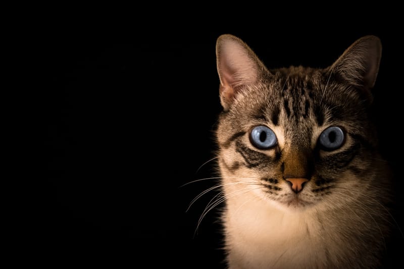 CATS-R-US.org - CHANGE A LIFE