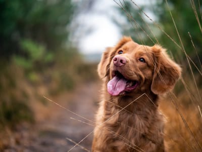 11 Pet Safety Tips