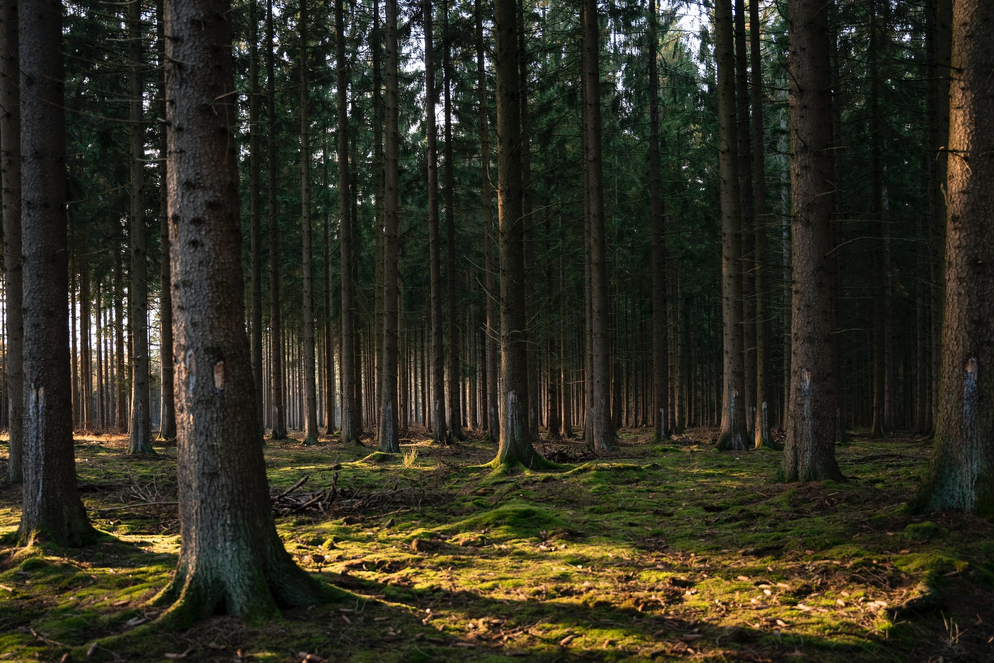 Tranquil spaces can help people feel calm and relaxed in cities