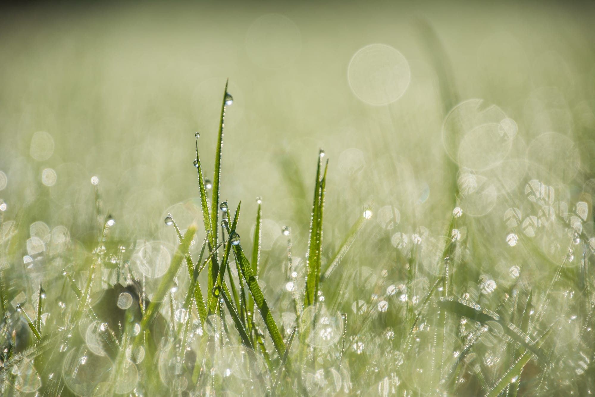 Spring thoughts