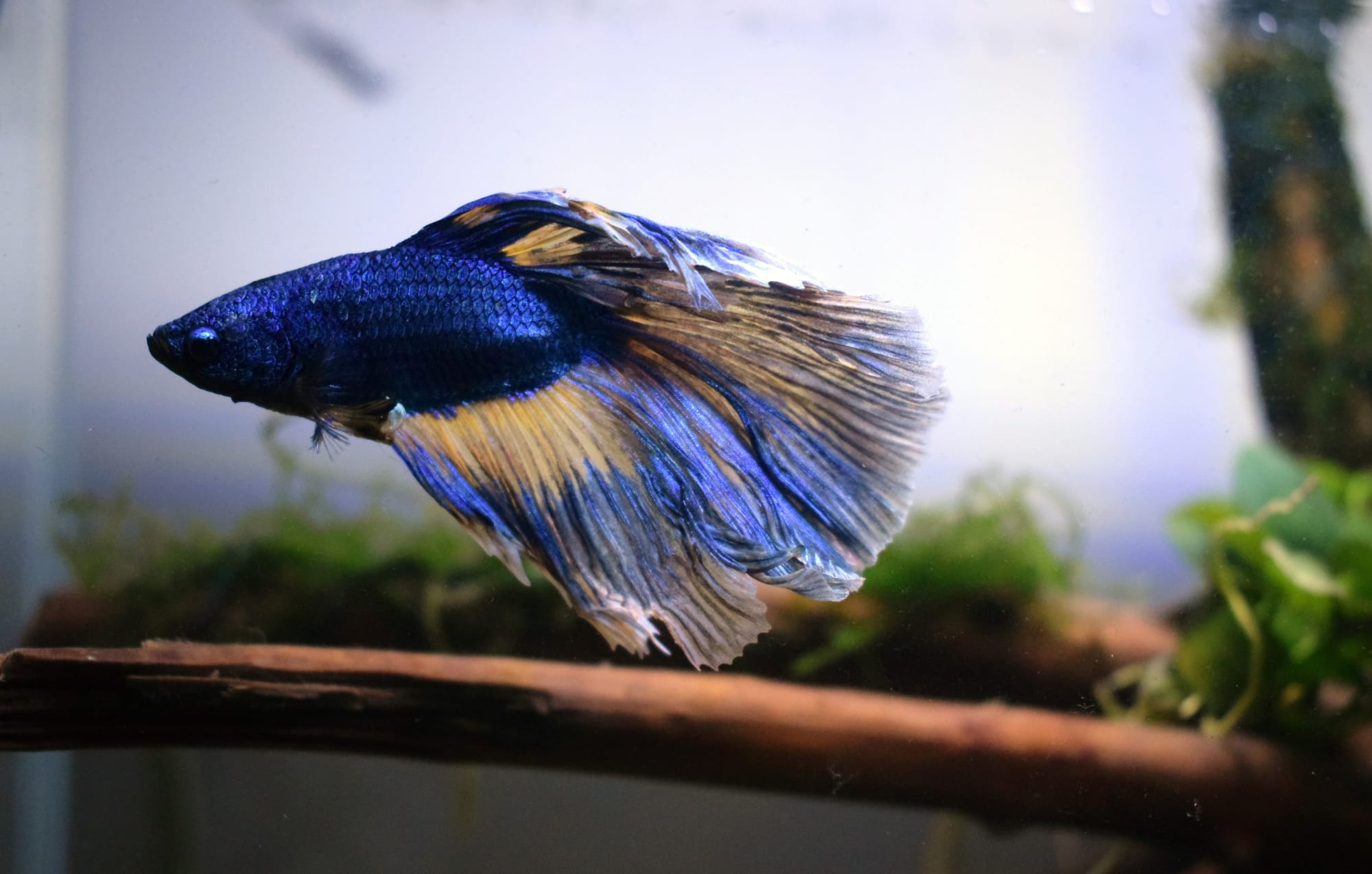 HOW OFTEN TO FEED BETTA FISH