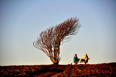 The IKN Nusantara Logo and the Philosophical Imagination of the Hayat Tree