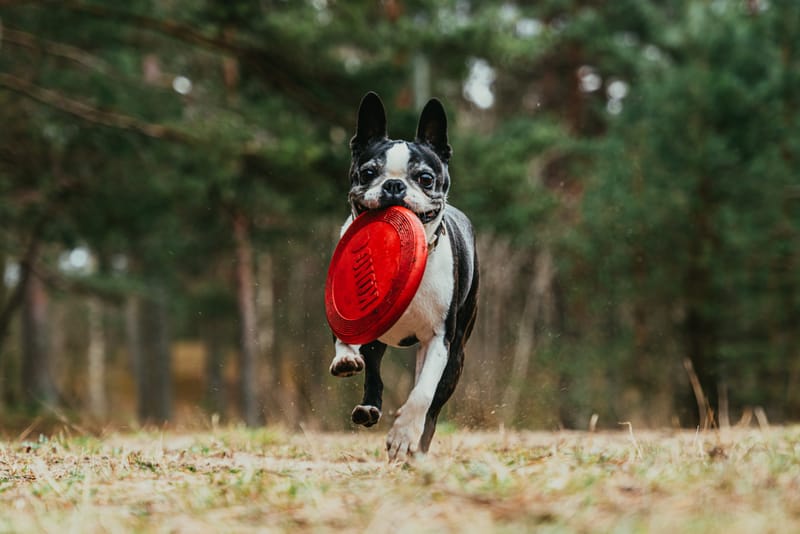 pets toys