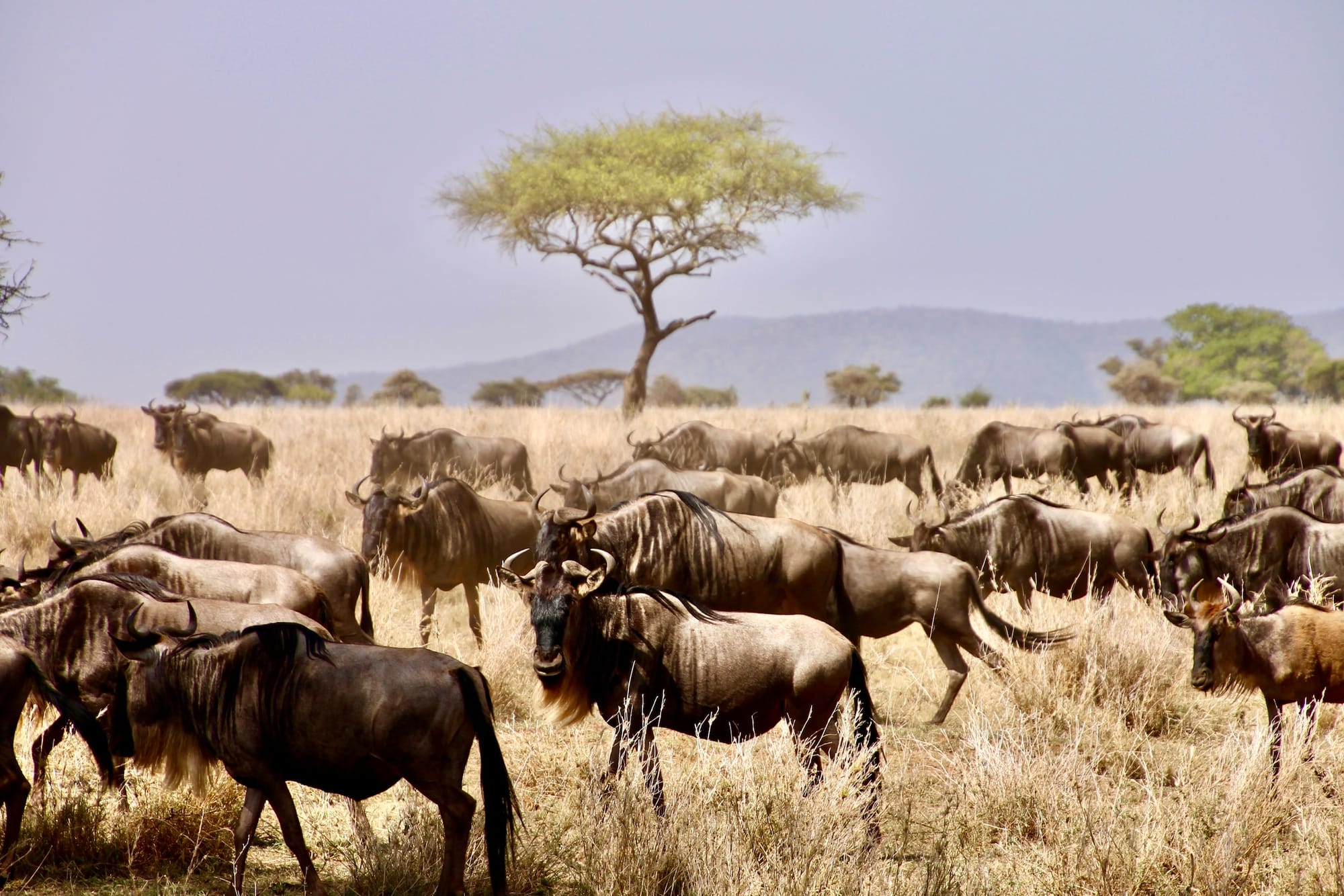 9 Days wilderbeest migration in Serengeti national park