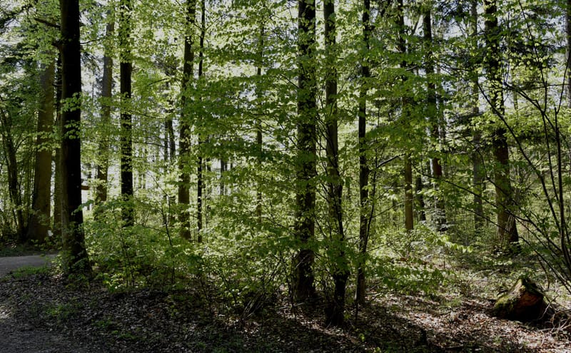 Keltische Bräuche (1) - Jahreskreisfest Lughnasad