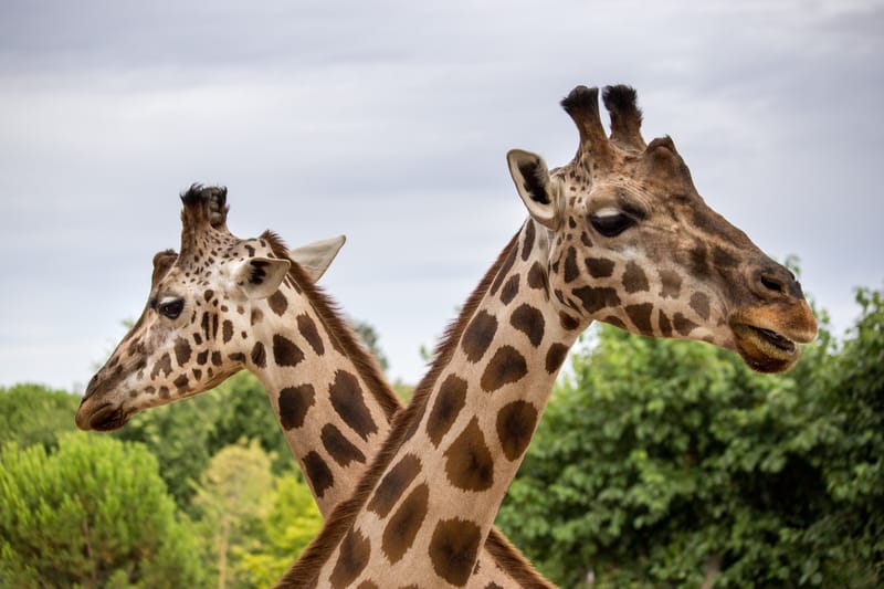 Attica Zoological Park