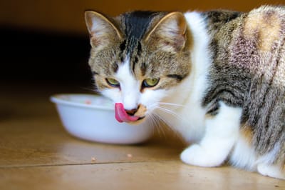 Cat Food Recalls 2024
