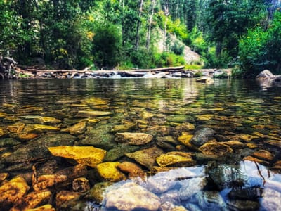 Mittsommer- Wildkräuter für die Hausapotheke