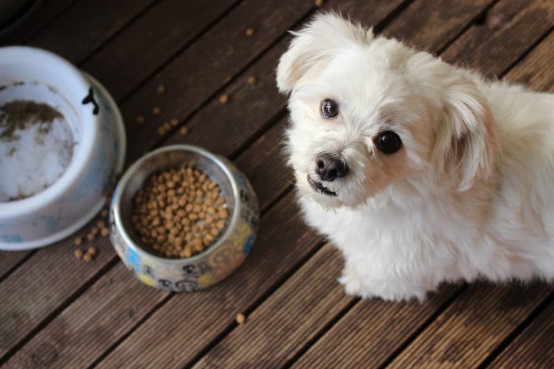 Canine Nutrition Consultation