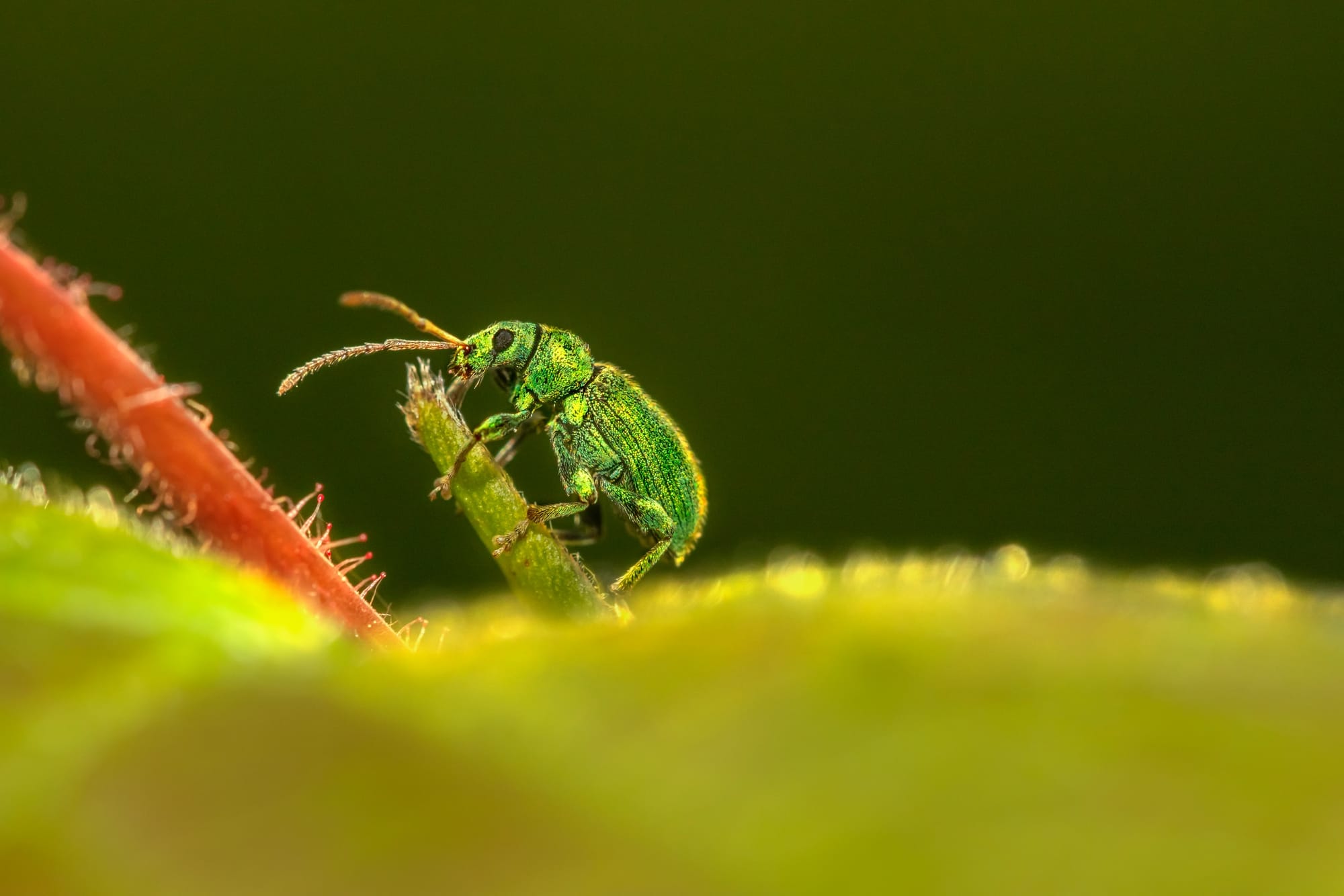 Pest and Disease Management