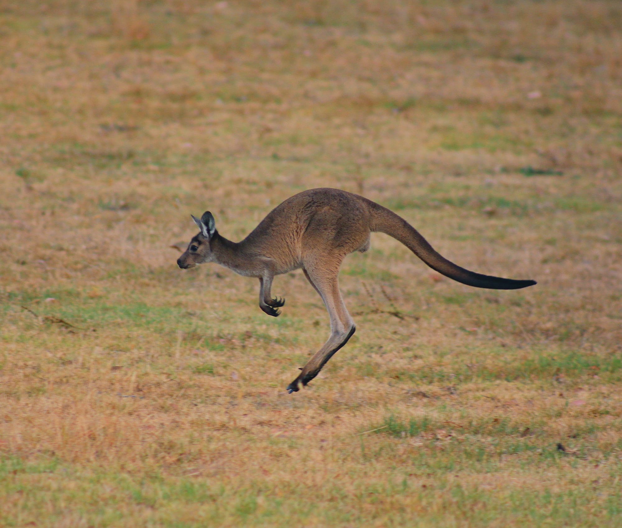 Kangaroo market: The forgotten opportunity