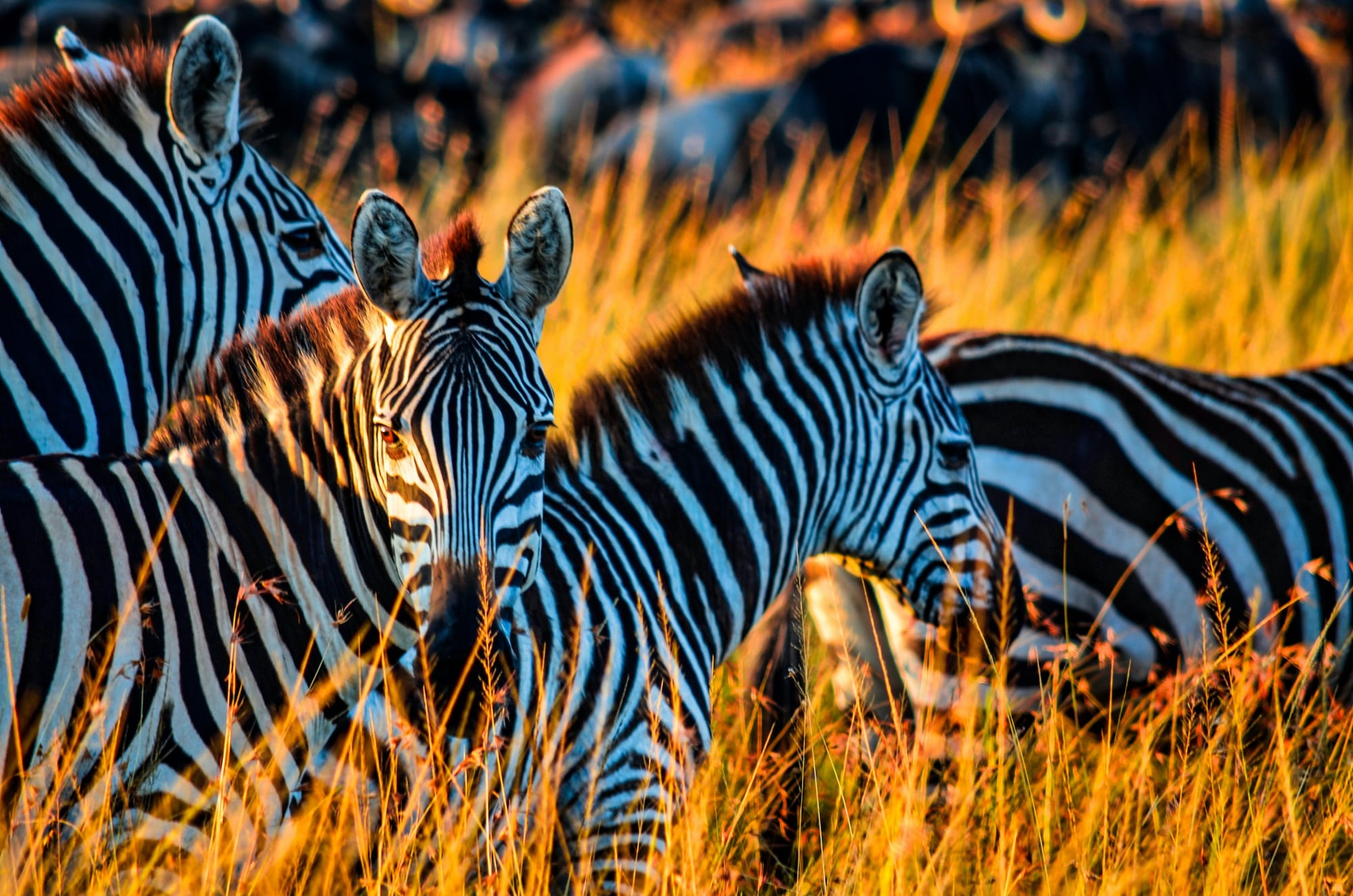 Skysafari Tanzania