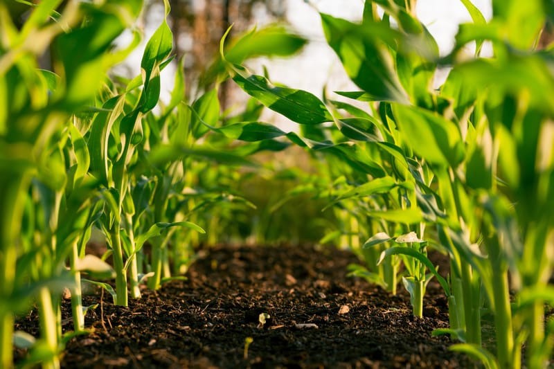 Seasonal Planting