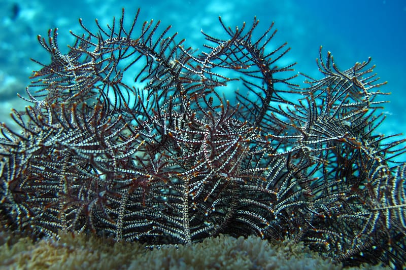 KIRU THILA: Difficulty: Advanced Time to destination: 60 min