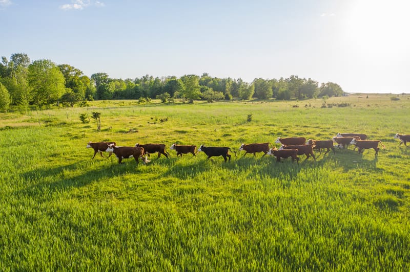 Grass Fed Beef