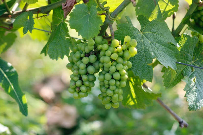 Au plus proche de la nature