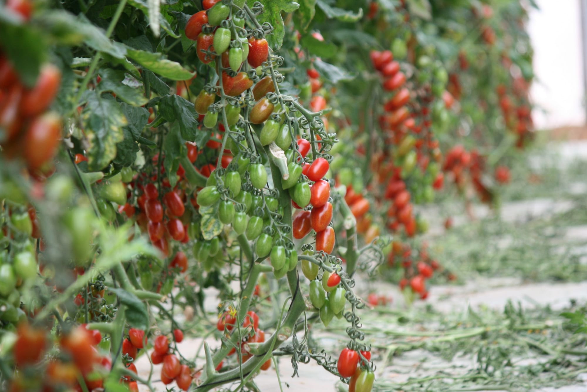 Tomates a campo y bajo cubierta