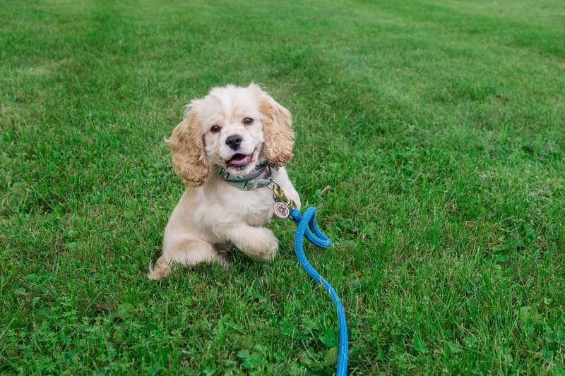 Puppy Prep - Video Call