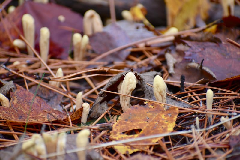Cordyceps Mushrooms: The Key Nutrients and Compounds Behind the Health Benefits
