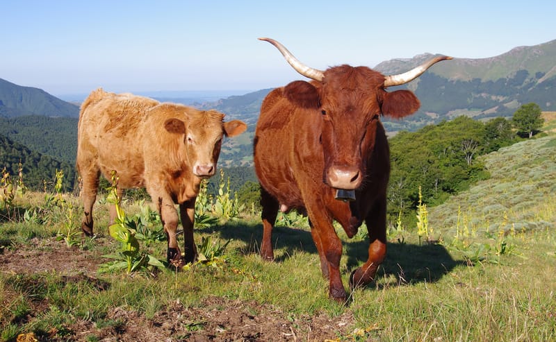 Verbraucherschutz, Tierschutz, Naturschutz, Landwirtschaft ,Umwelt