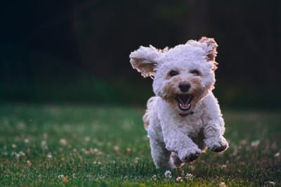 The Dominance Theory: A Dog Training Fallacy