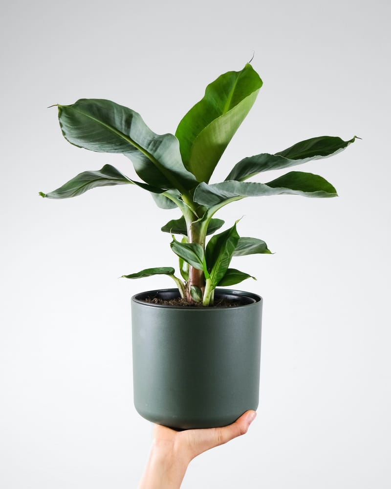 Growing & Troubleshooting Indoor Banana Plants!
