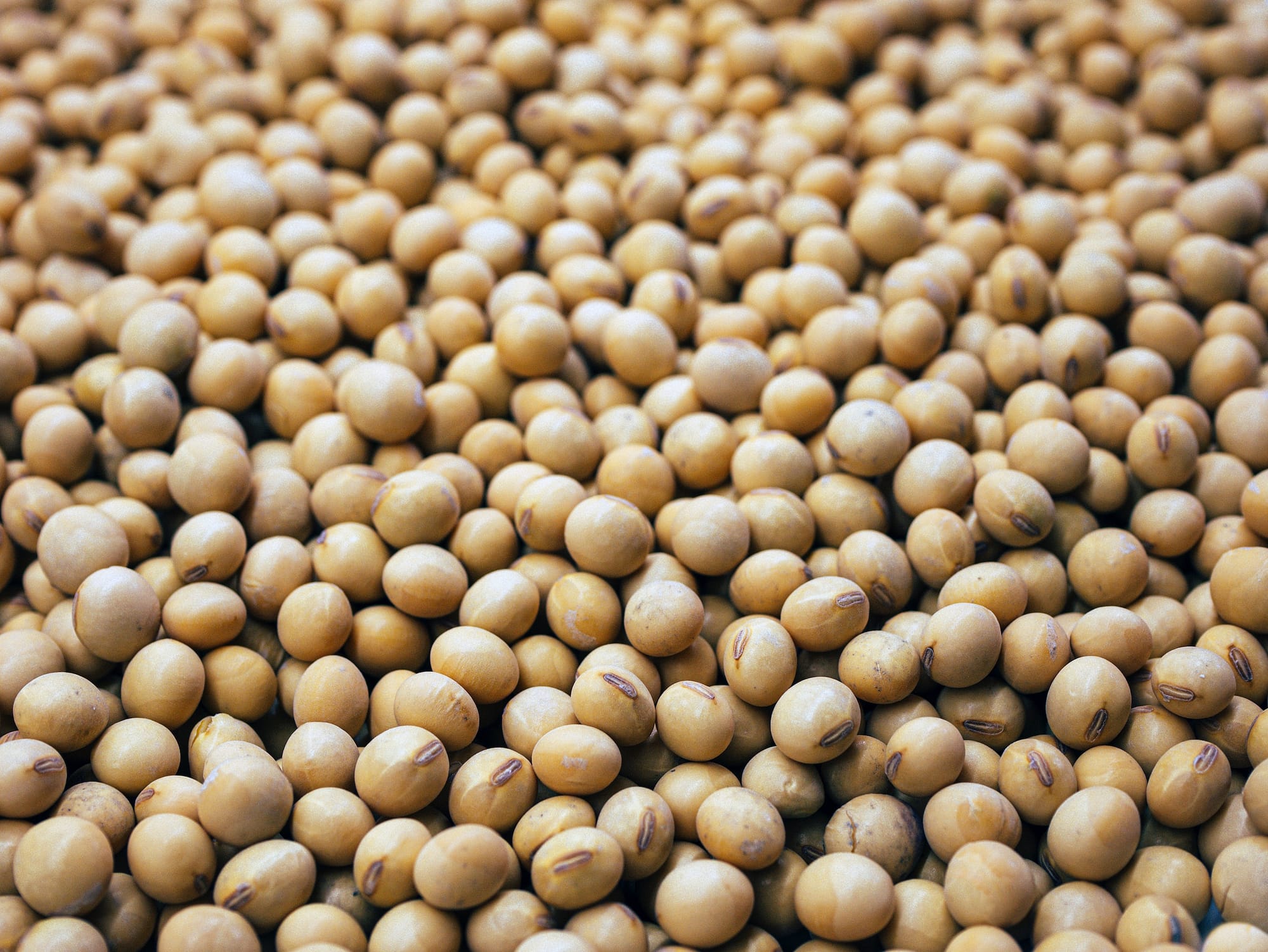 CPO Futures Continue Uptrend On Weaker Output Forecast, Higher Soybean Oil Prices