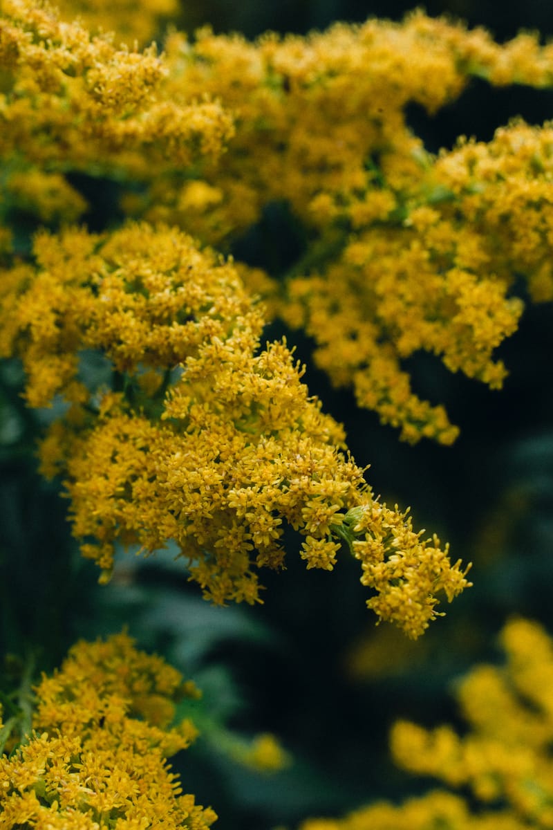 Perennial Plant Maintenance