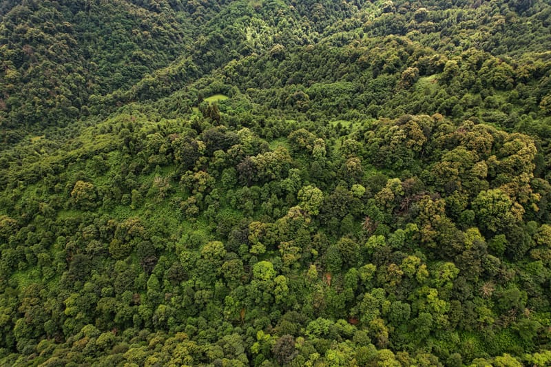 Aerial Zipline Rides