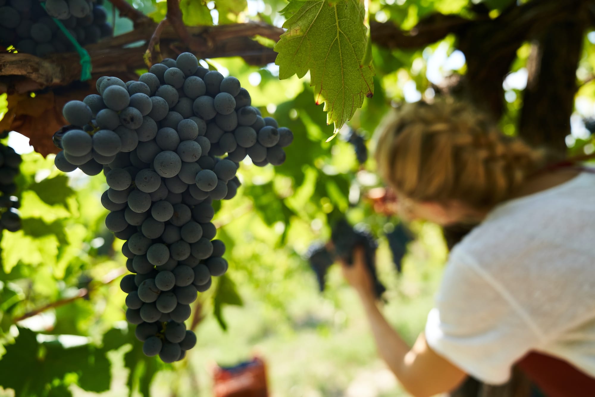 Fiche métier : Viticulteur