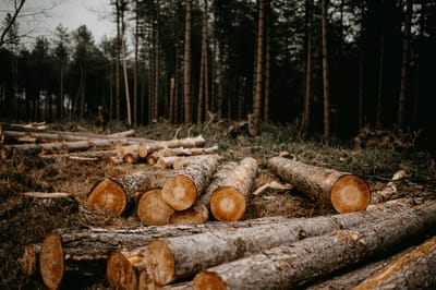 Tracking change in the Amazon Rainforest