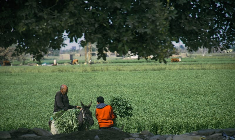 Agricultural Consultation
