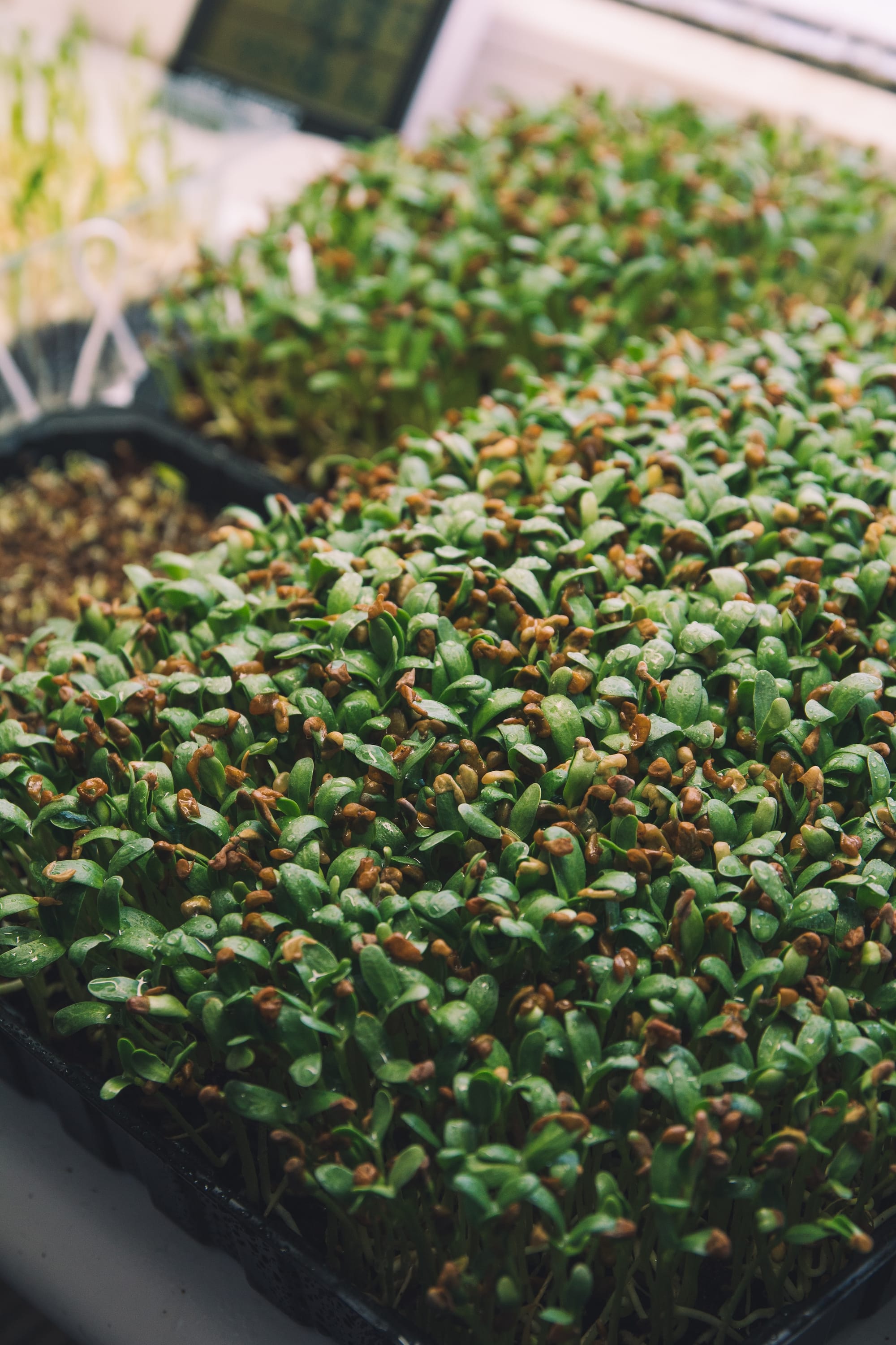 FENUGREEK VS. ASHWAGANDHA: BENEFITS AND USES