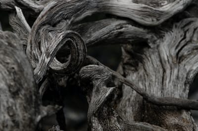 WITCH DOCTOR IN COPENHAGEN