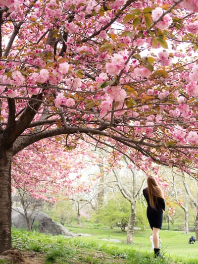 About cherry blossoms image