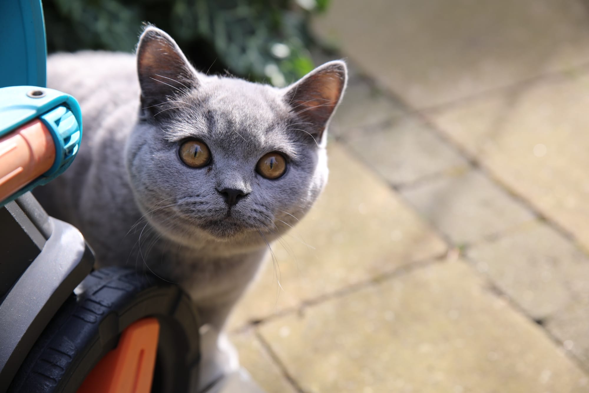 Why It's Important to Cat Proof Your Garden