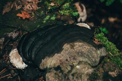 WITCH DOCTOR IN BAGHDAD IRAQ