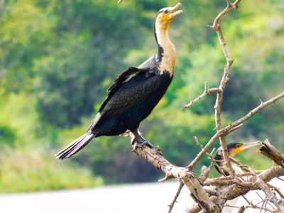 Feathers and Fur: Exploring Avian Wonders in Akagera