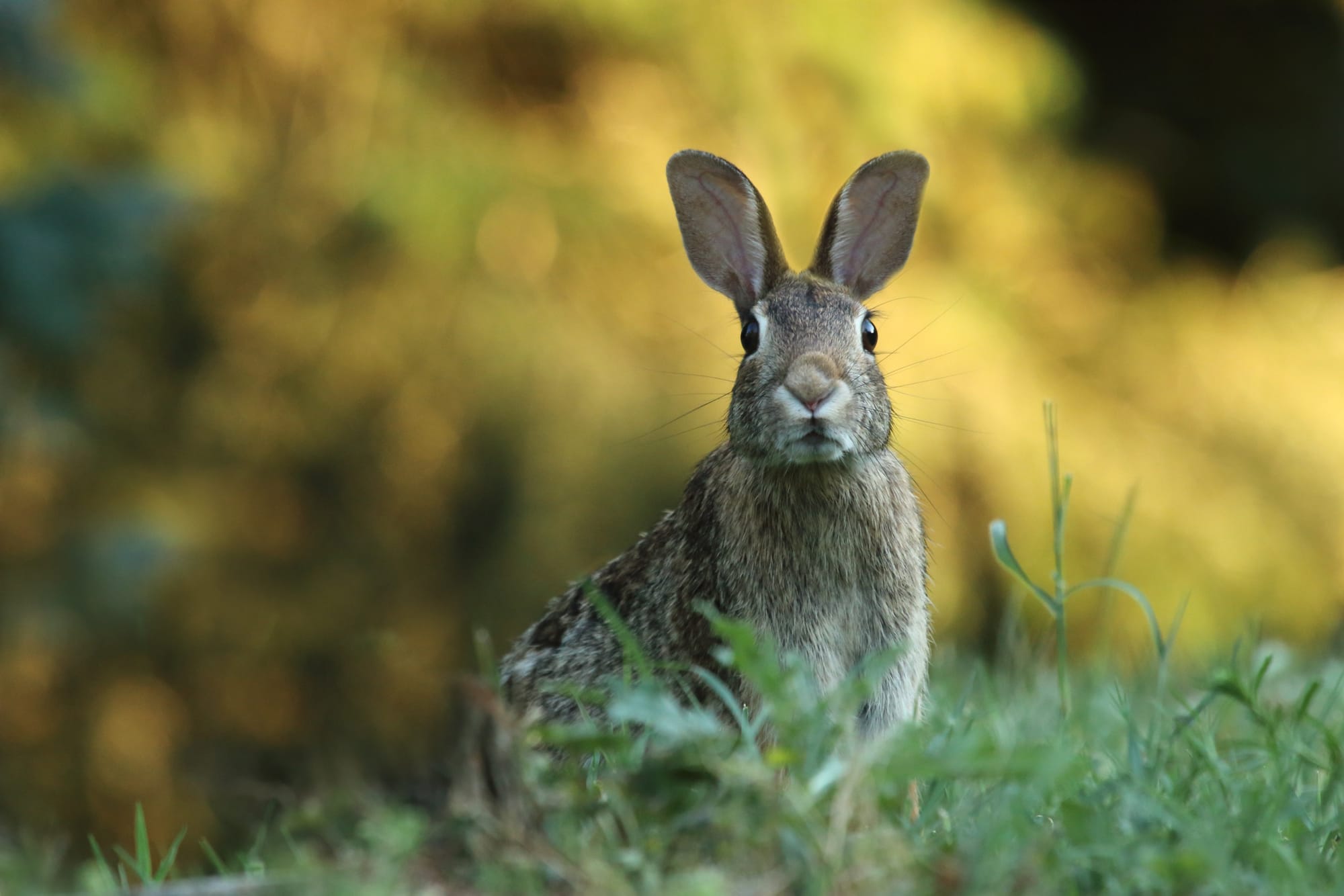 Animal Cruelty: What You Can Do Right Now to Prevent It