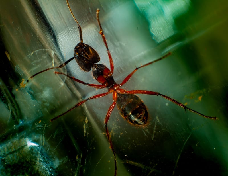 مكافحة الآفات السكنية