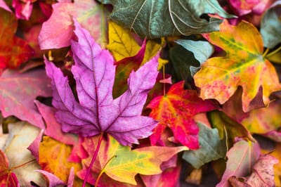 Transitions, Change, Loss  and Grief