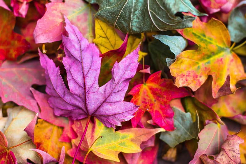 Wellness in Autumn: Tips for a Vibrant and Healthy Season