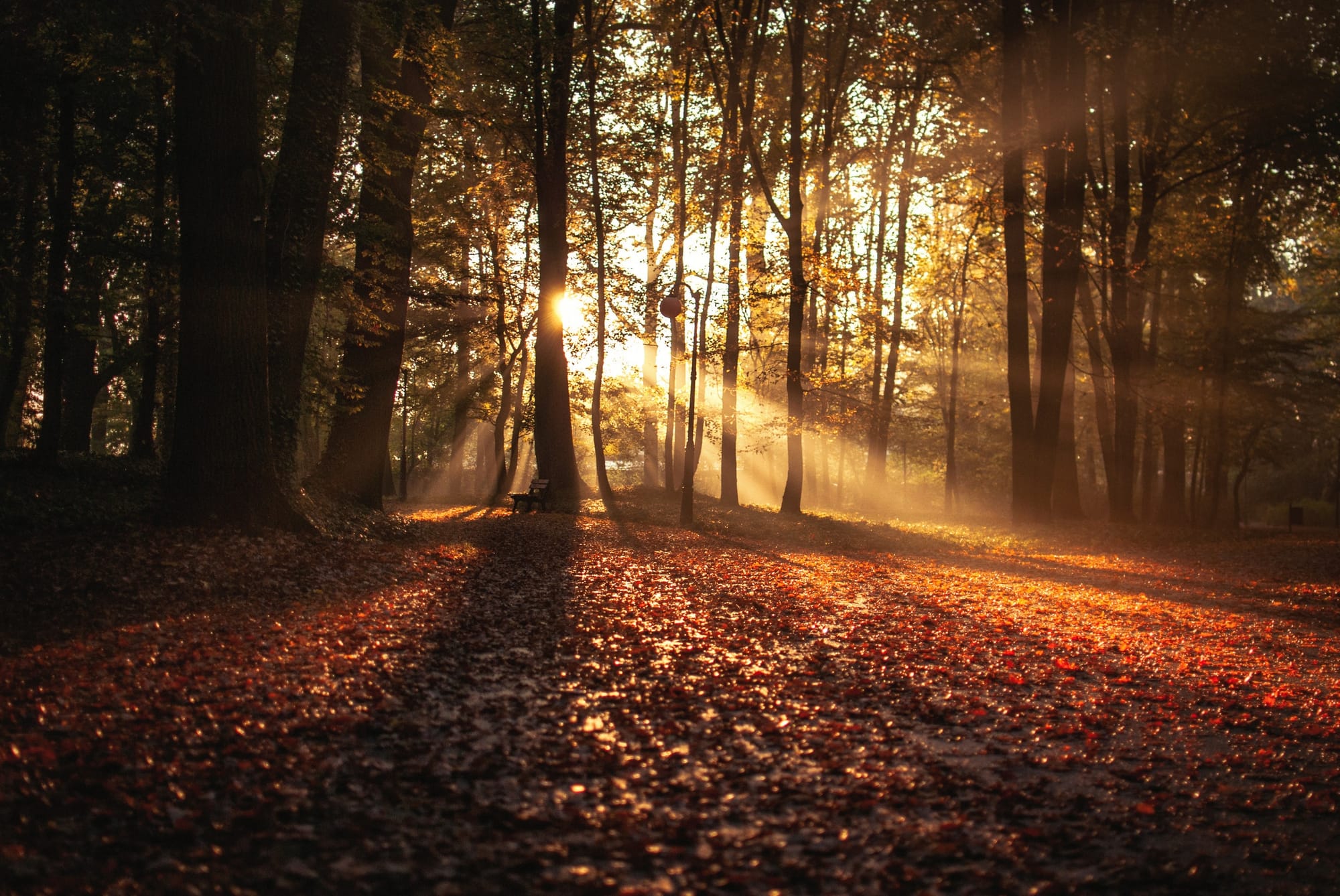 L'automne, période de transition.